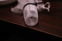 Latrodectus hesperus
