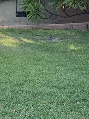 Sialia mexicana
