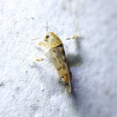 Tridactylidae