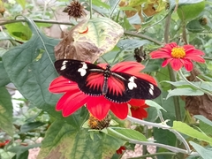 Heliconius doris