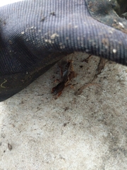 Gryllotalpa australis