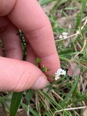 Asperula conferta