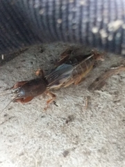 Gryllotalpa australis