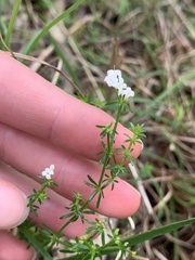 Asperula conferta