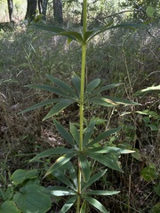 Lilium