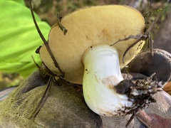 Suillus brevipes