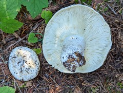 Russula brevipes acrior