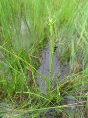 Habenaria linearifolia