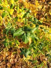 Shepherdia canadensis