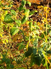 Shepherdia canadensis
