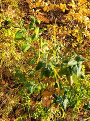 Shepherdia canadensis