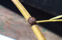 Coccoidea