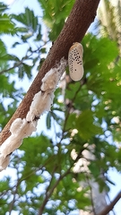 Poekilloptera phalaenoides