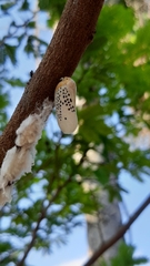 Poekilloptera phalaenoides