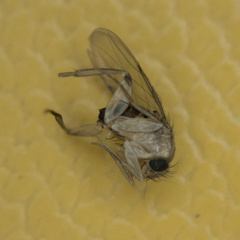 Metopininae