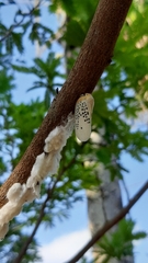 Poekilloptera phalaenoides