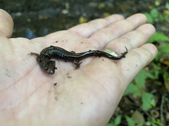 Desmognathus ochrophaeus