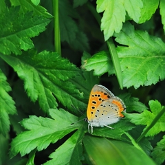 Lycaena phlaeas