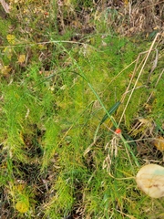 Asparagus officinalis