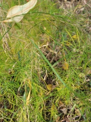 Asparagus officinalis