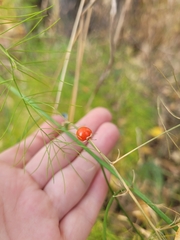 Asparagus officinalis