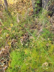 Asparagus officinalis
