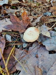Lactarius chrysorrheus