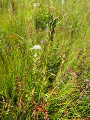 Habenaria linearifolia