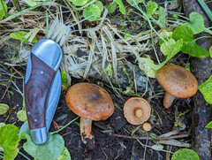 Lactarius aurantiosordidus