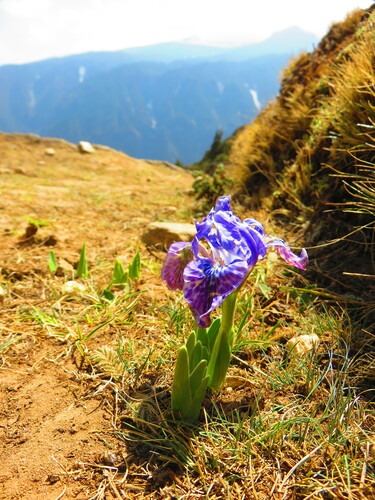 Image of Iris kemaonensis by no rights reserved