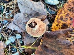 Lactarius chrysorrheus