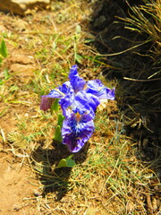 Iris kemaonensis, photograph author not stated, no rights reserved