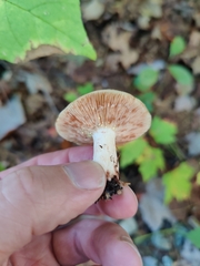 Lactarius chrysorrheus