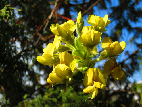 Image of Piptanthus nepalensis by no rights reserved