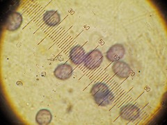 Lactarius aurantiosordidus