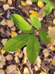 Rosa woodsii