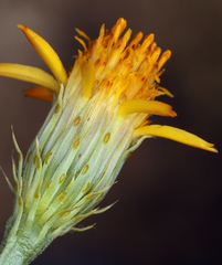 Adenophyllum cooperi