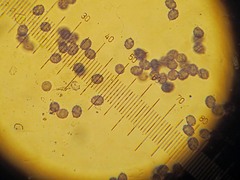 Lactarius aurantiosordidus