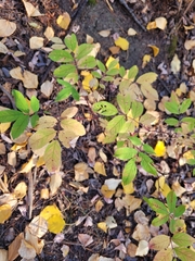 Rosa woodsii
