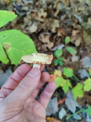 Lactarius chrysorrheus
