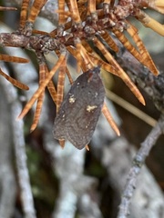 Acleris bowmanana