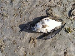 Procellariidae