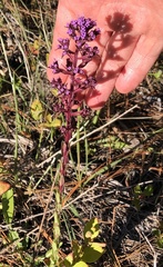 Carphephorus paniculatus
