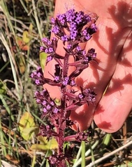 Carphephorus paniculatus