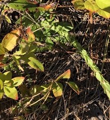 Carphephorus paniculatus