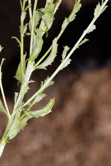 Adenophyllum cooperi