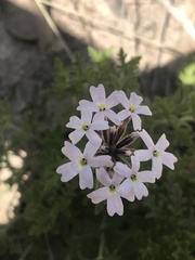 Glandularia berteroi