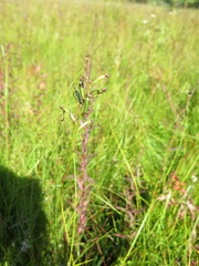 Habenaria linearifolia