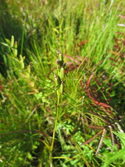 Habenaria linearifolia