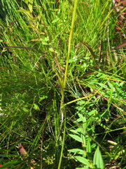 Habenaria linearifolia